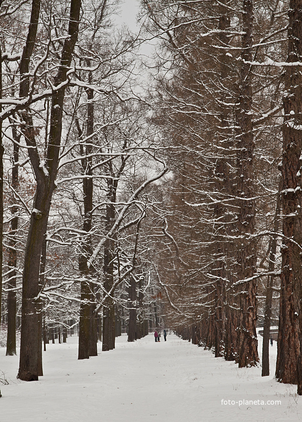Аллея в Екатерининском парке