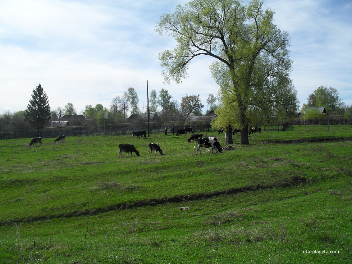 Первый день пастьбы коров