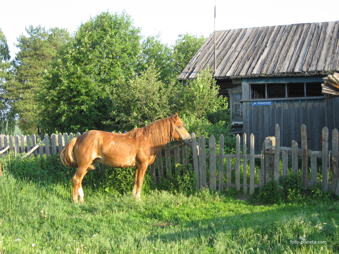 Рыжий конь