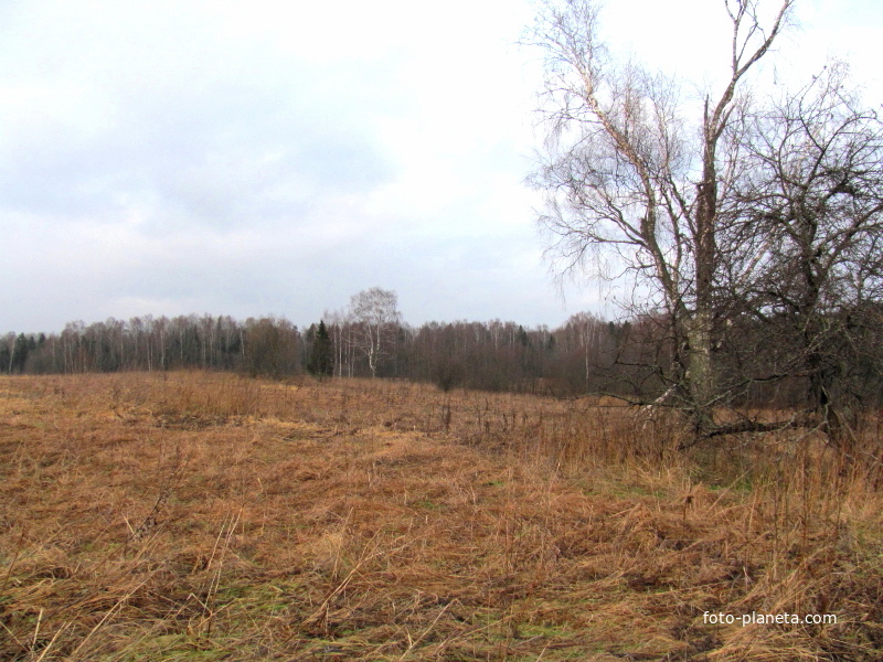 урочище Константиново, осень 2012 года, гребень холма, где стояла деревня.