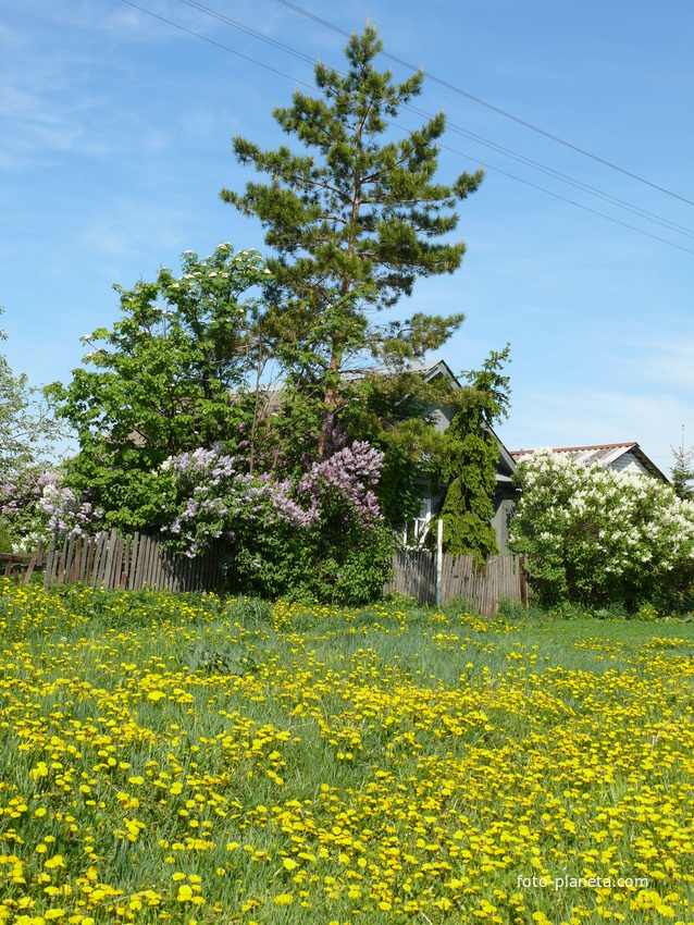 Семёновка.Май...