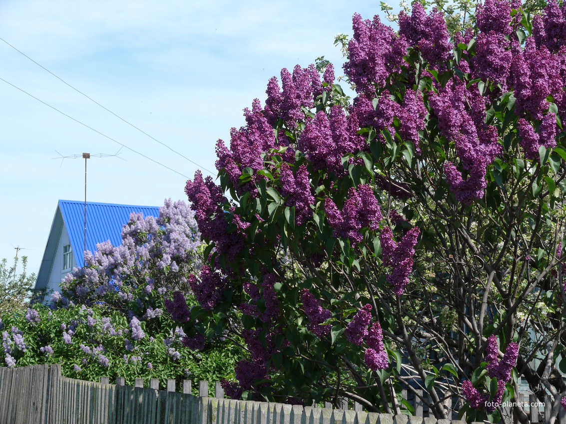 Семёновка,улица Большая Дорога.