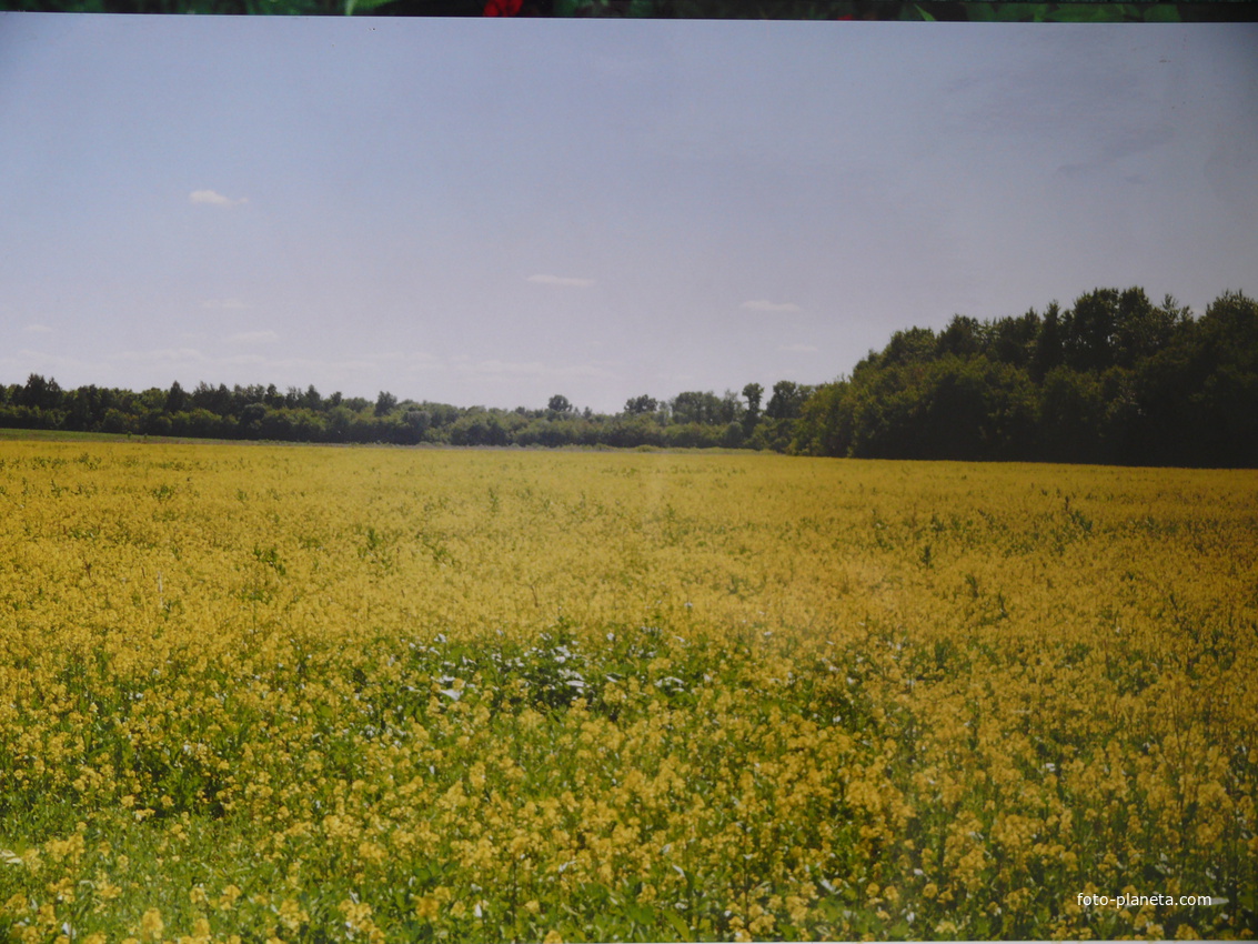 Жёлтое поле около речки Бирюч(приток Свияги,Свияга-приток Волги)