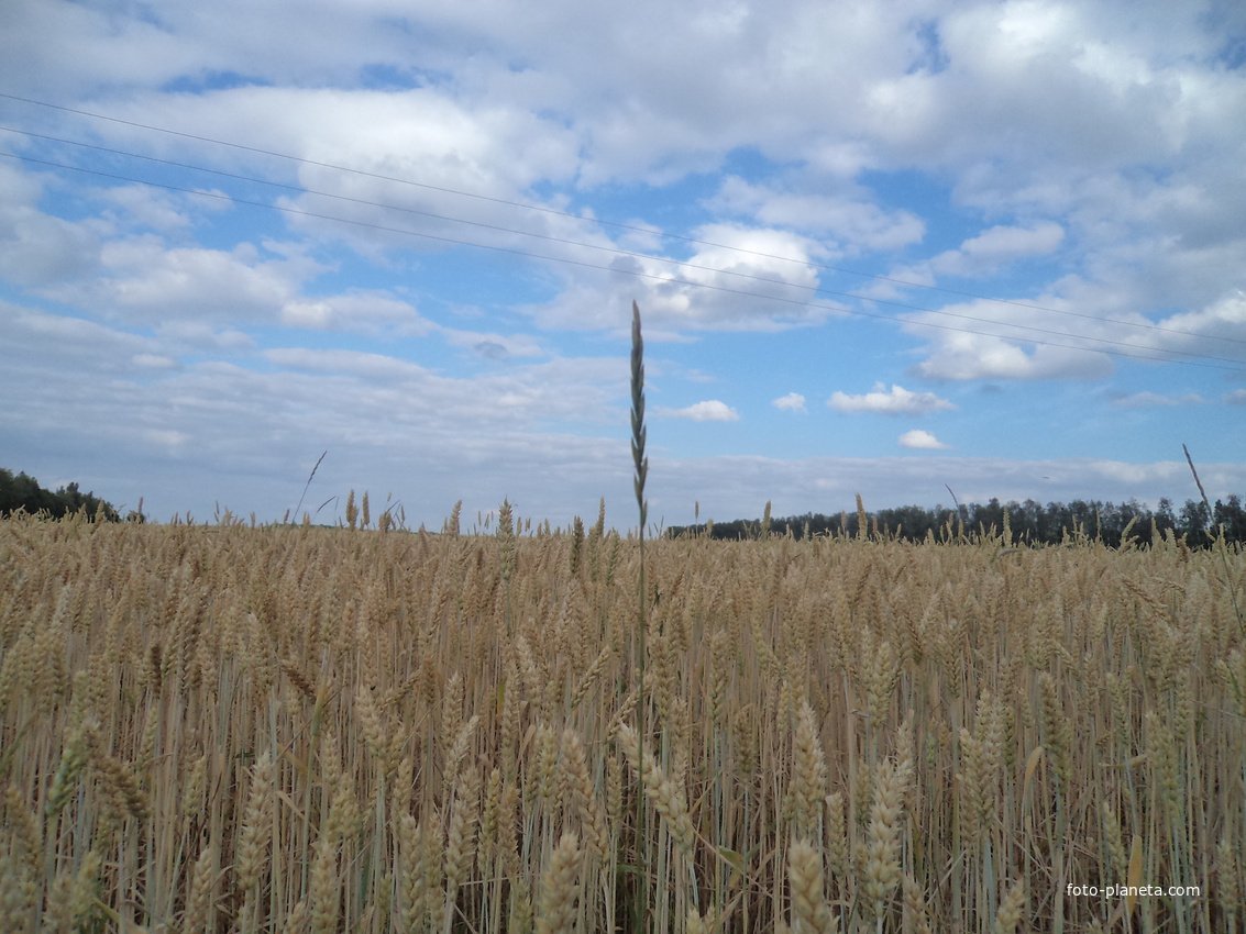 Горизонт летом при везде в Байраковку.