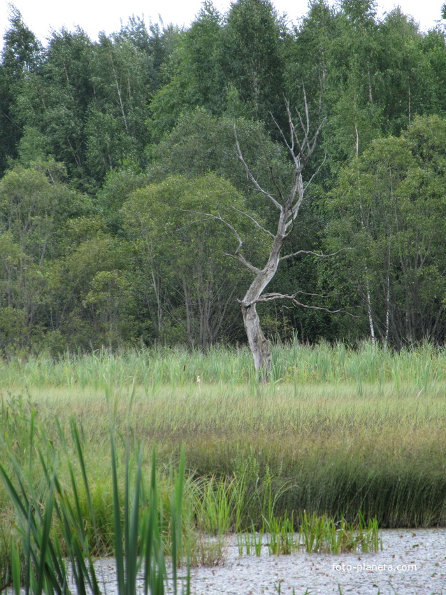 волосачевское болото