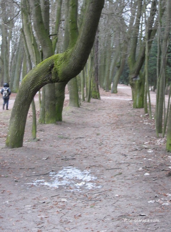 Гатчинский дворец, парк