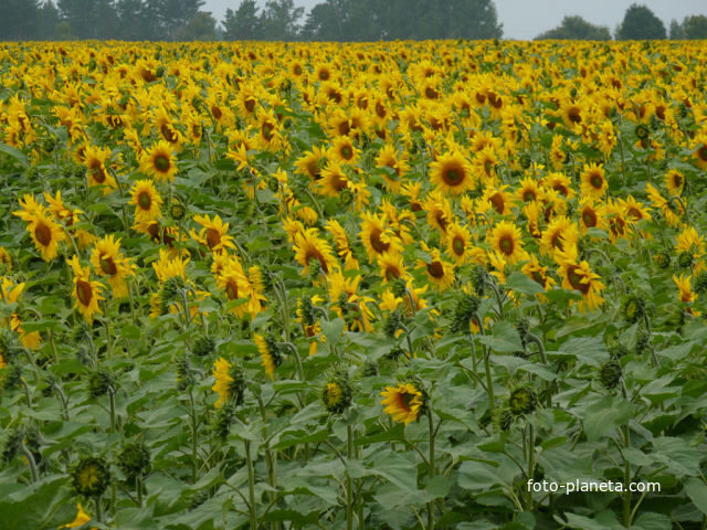 Подсолнухи 2013г.