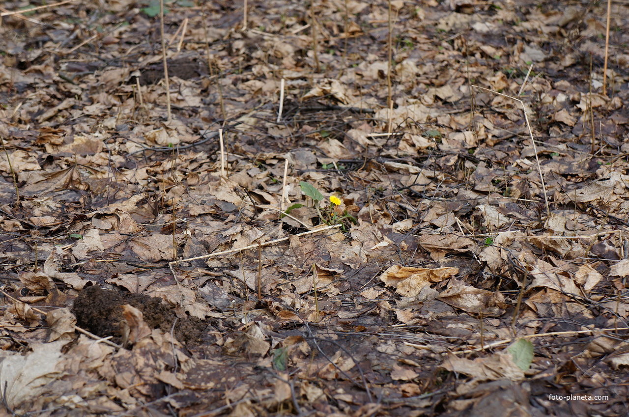 Покровская сторона, весна, мать и мачеха