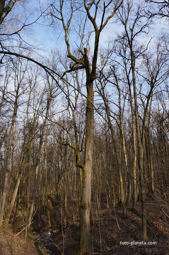 Бахрушинка