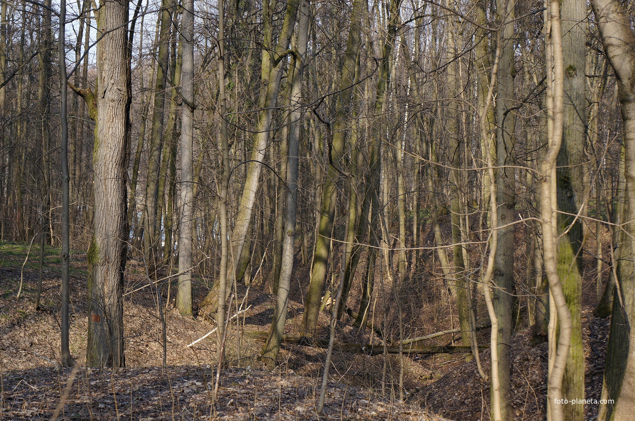 Бахрушинка