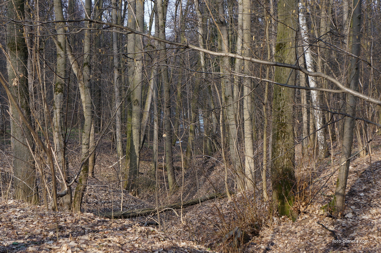 Бахрушинка, овраг левого притока речки Язвенки