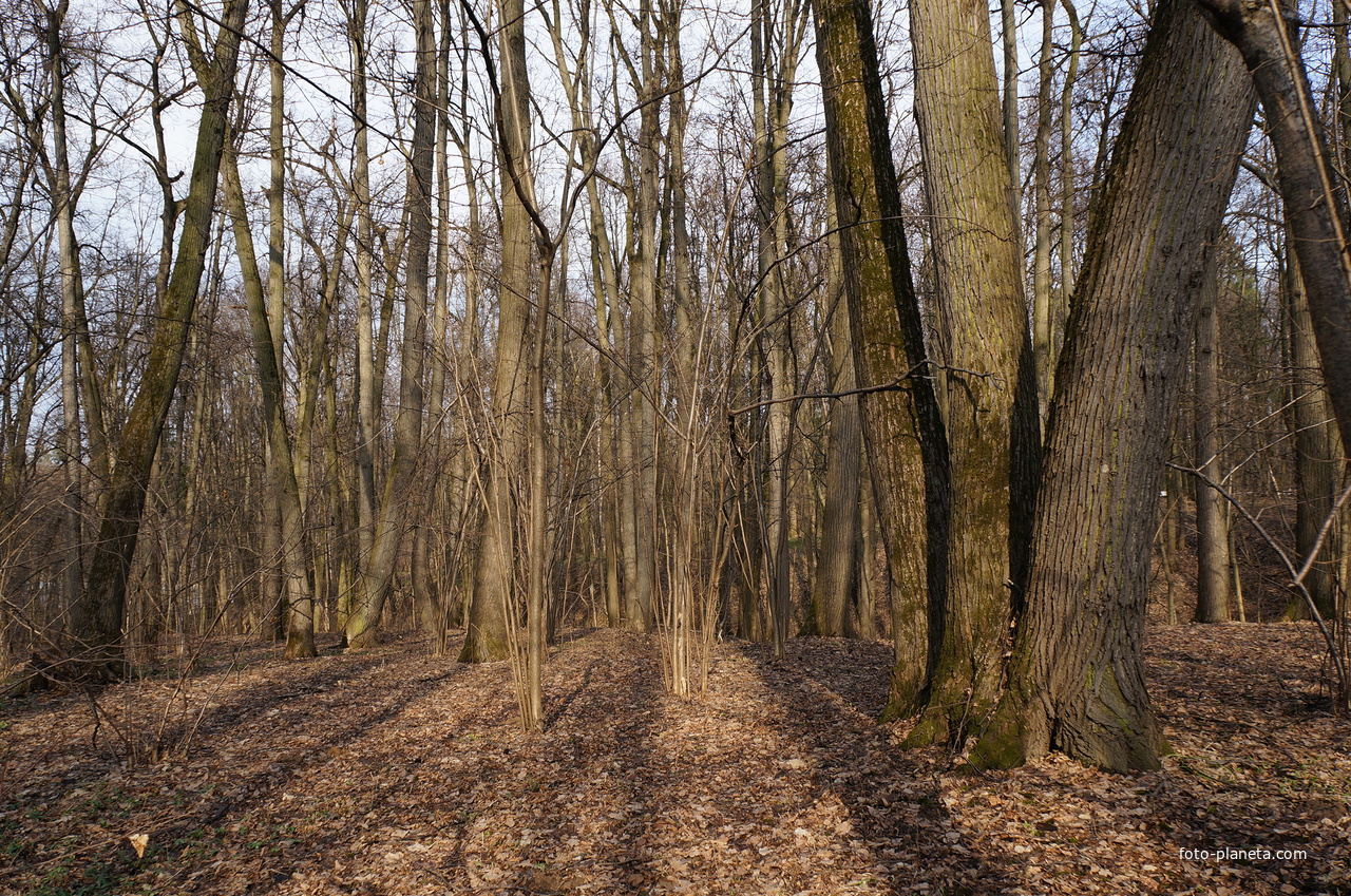 Бахрушинка