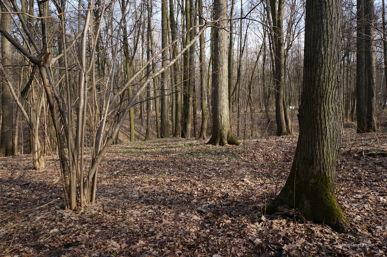 Бахрушинка