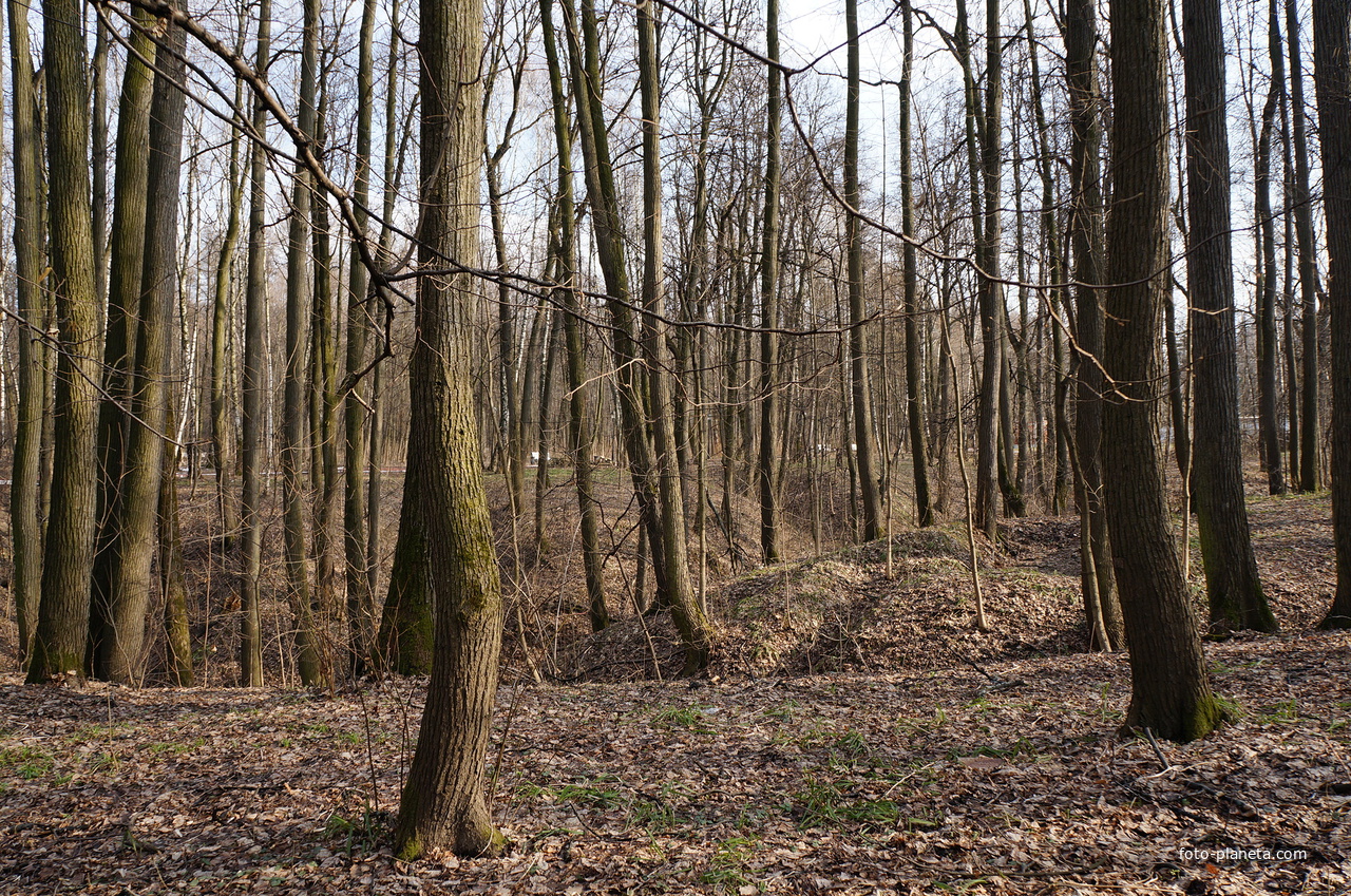 Овраг левого притока речки Язвенки