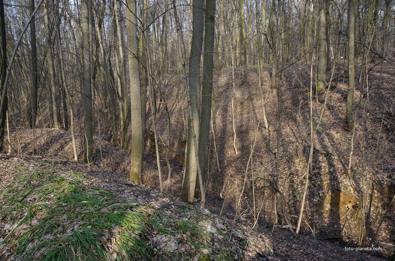 Овраг левого притока речки Язвенки