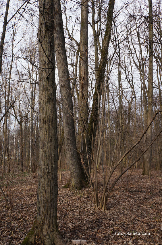 Урочище «Бахрушинка», курганы вятичей