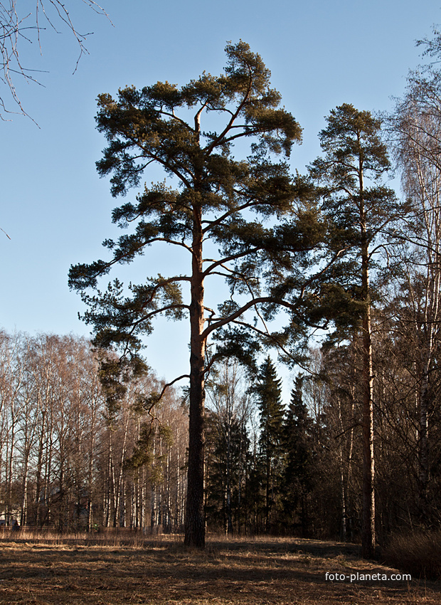 Павловский парк