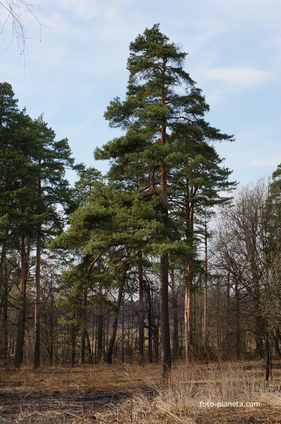 Бывшая усадьба Троицкое на Обитце