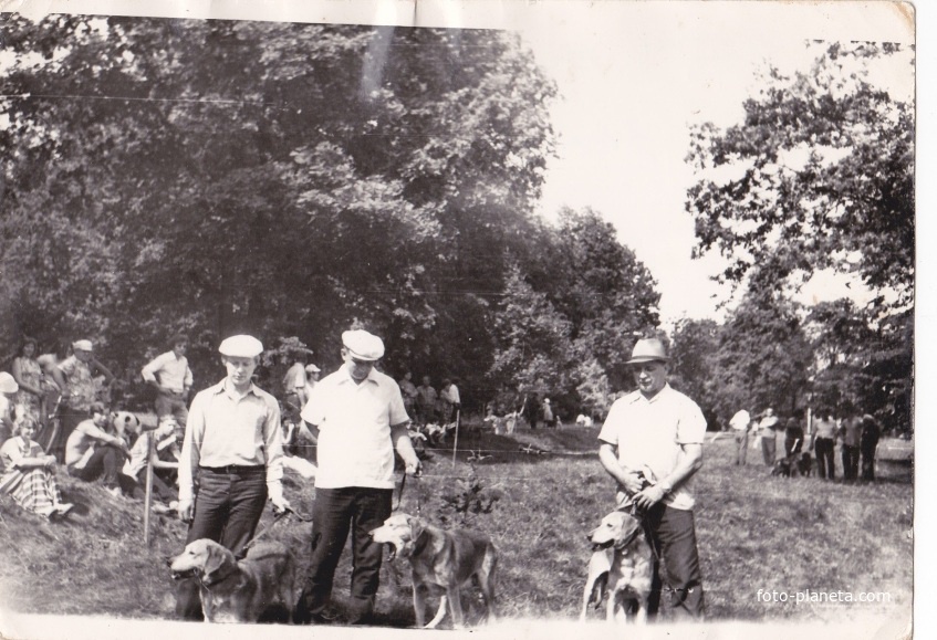 выставка охотничьих собак в салтыковке 1977г