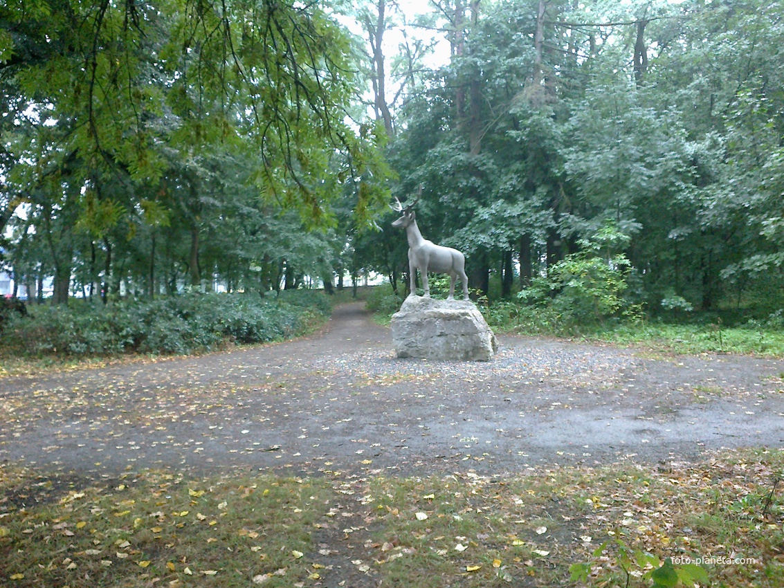 Олень в парку