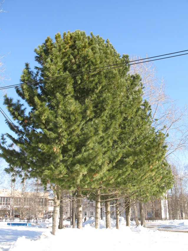 Сыктывкар 2014 - Стефановская площадь