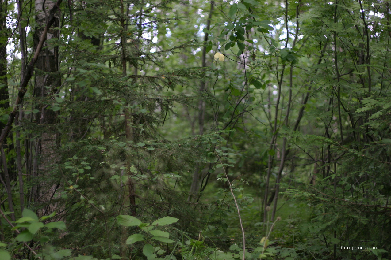 Белыхинский лес