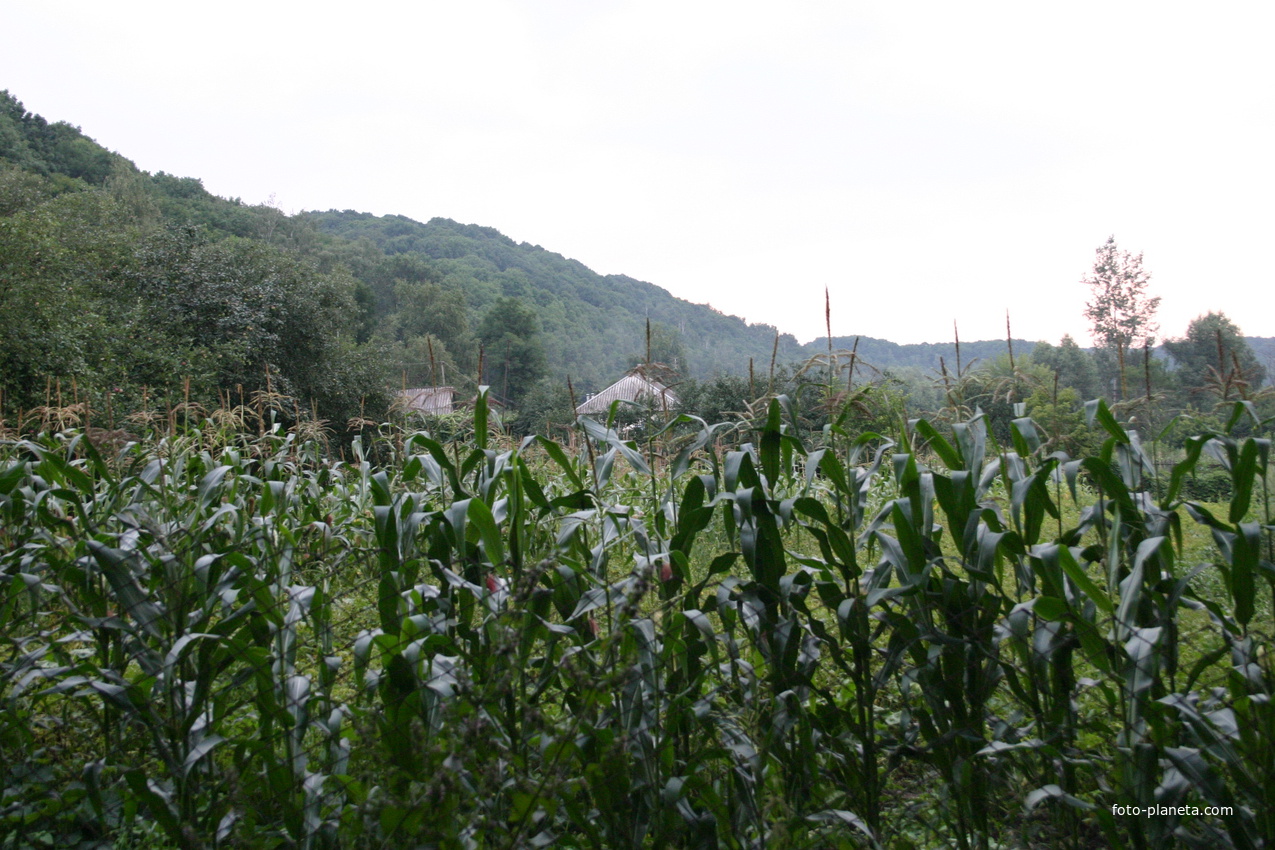 Михайловка, Западня