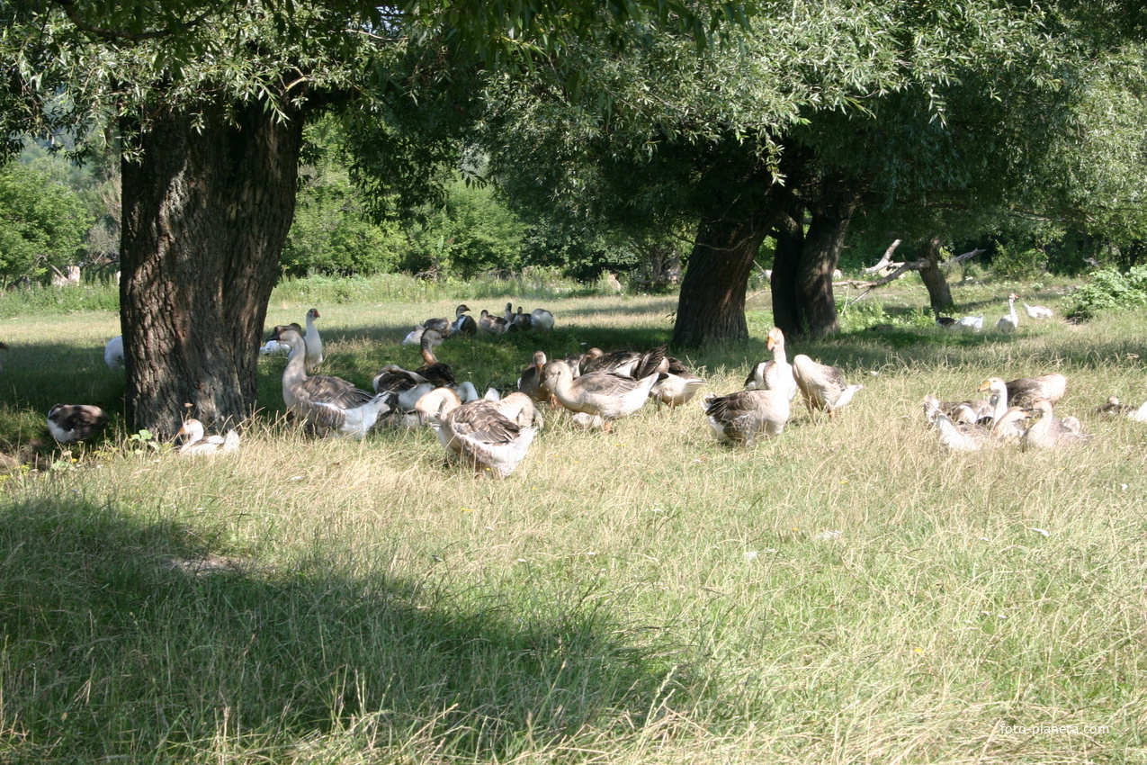 Михайловка