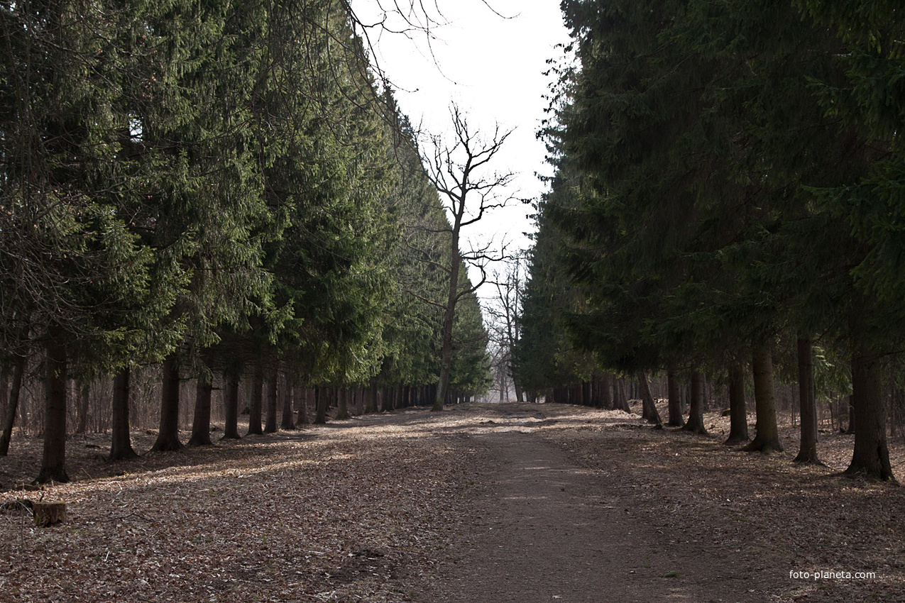 Аллея в парке