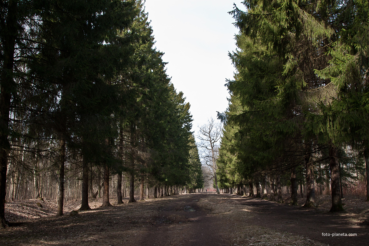 Еловая аллея