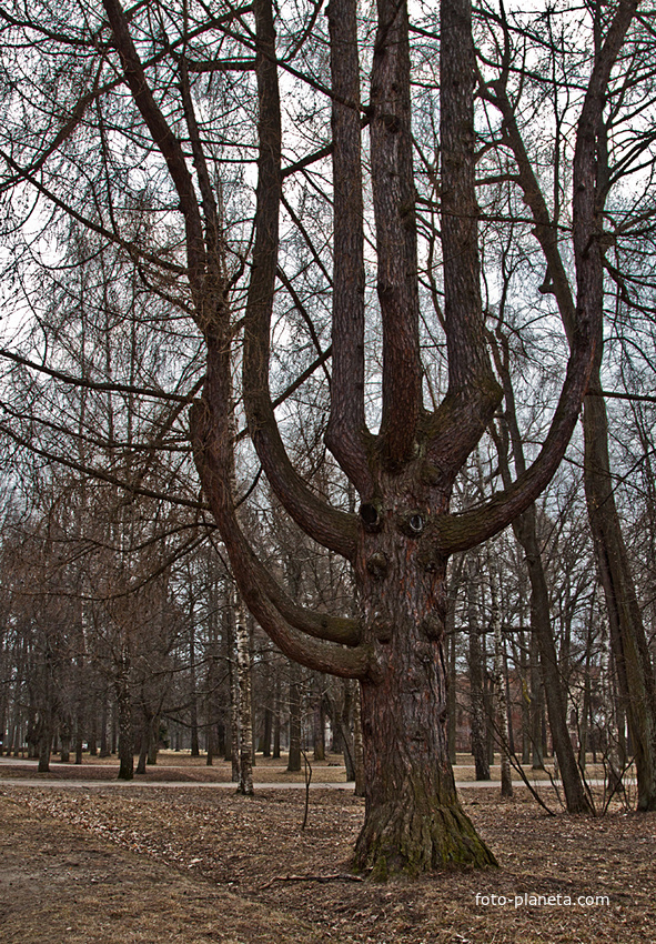 В Александровском парке