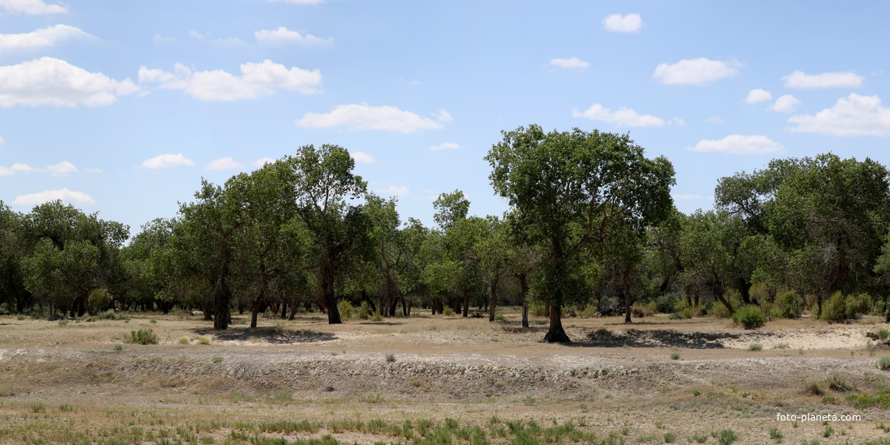 Желтуранга. Сулу торангы.