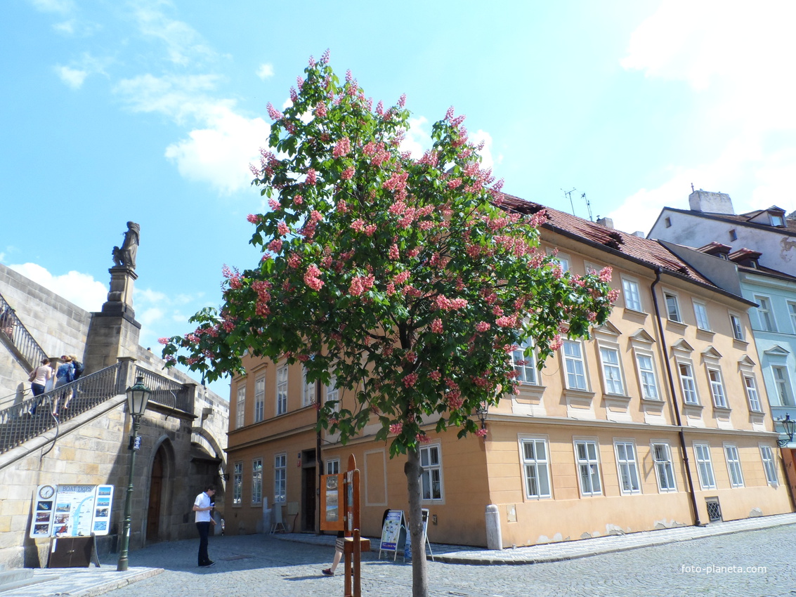 Цветут каштаны на улицах Праги