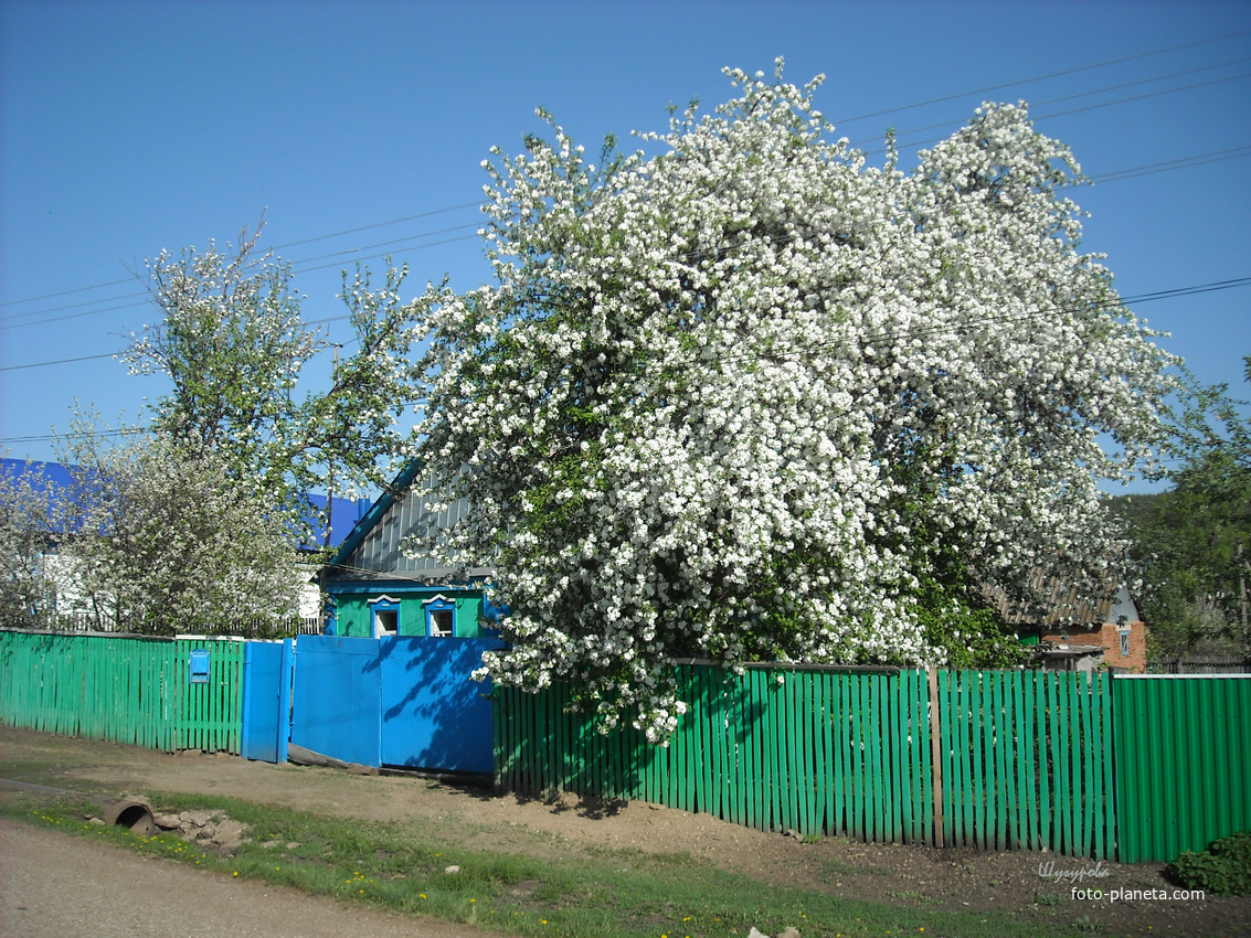 Улица 50-лет Октября. Яблони в цвету.