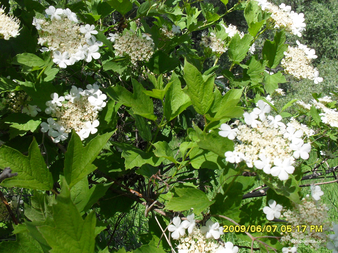 цветет калина