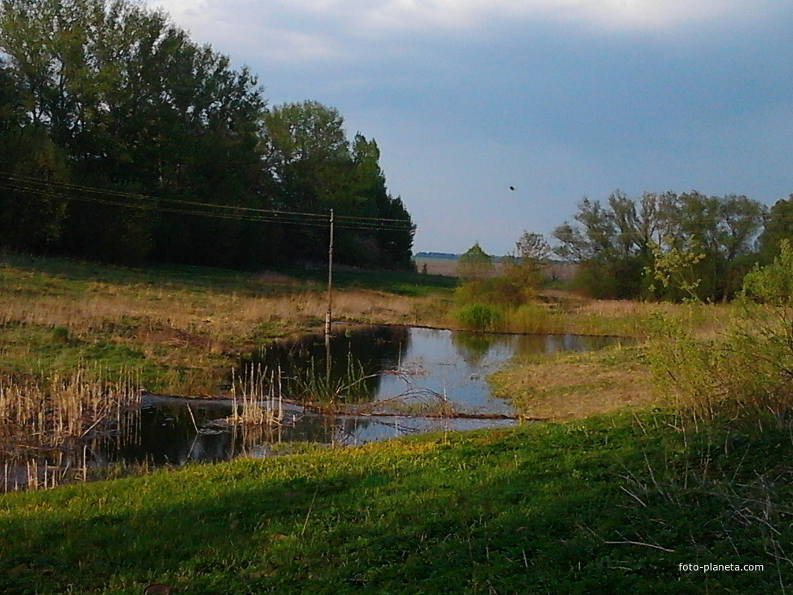 шалости бобров