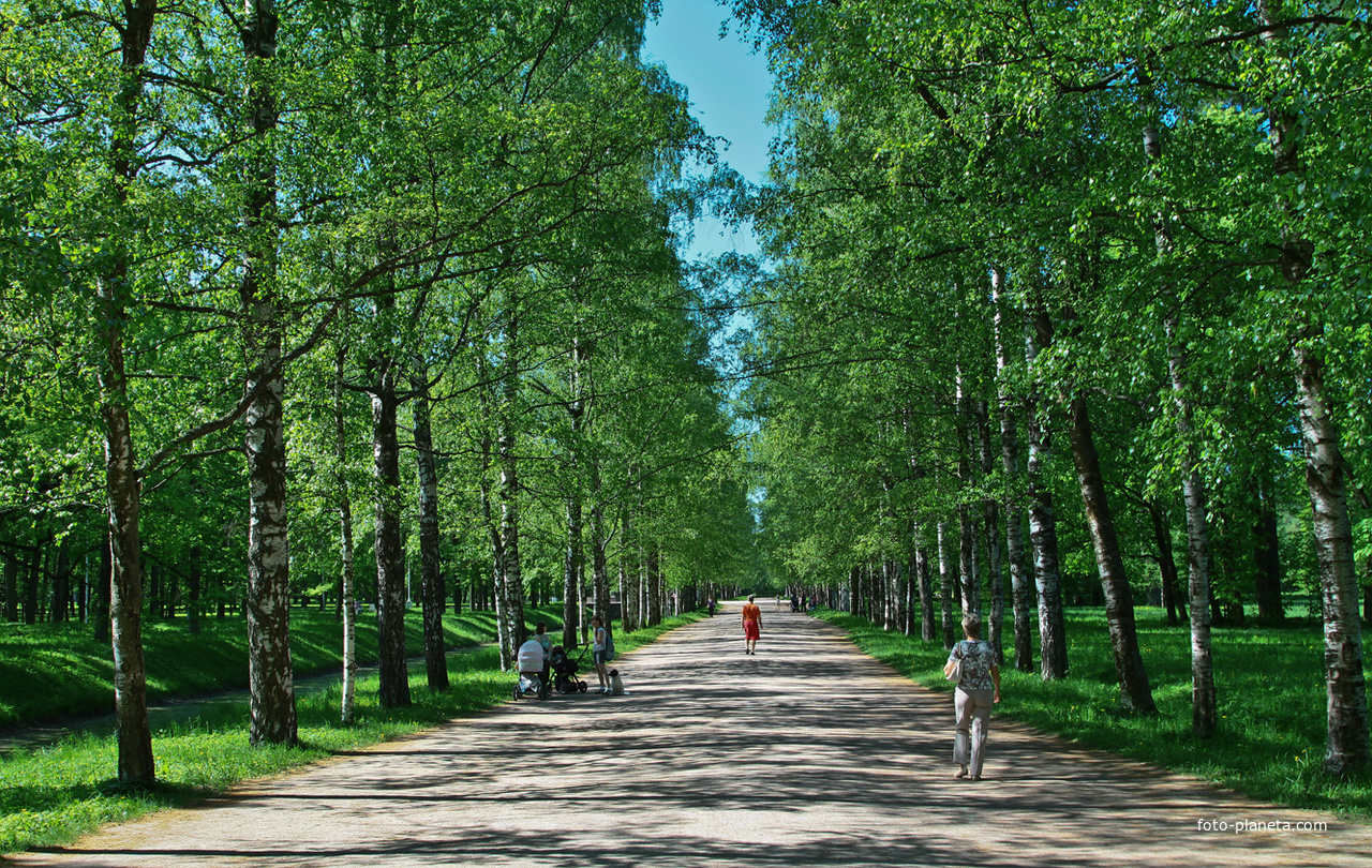 Березовая аллея