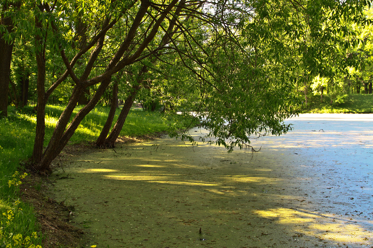 Кухонный пруд