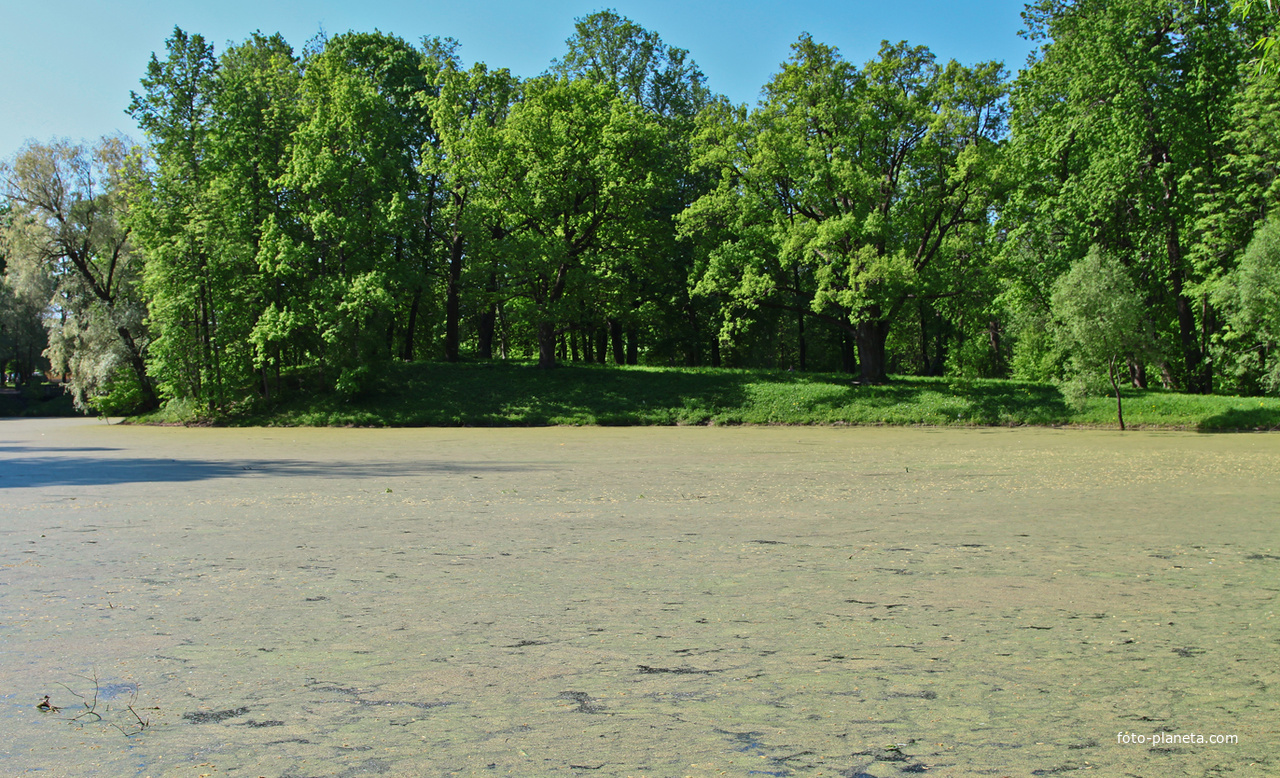 Кухонный пруд