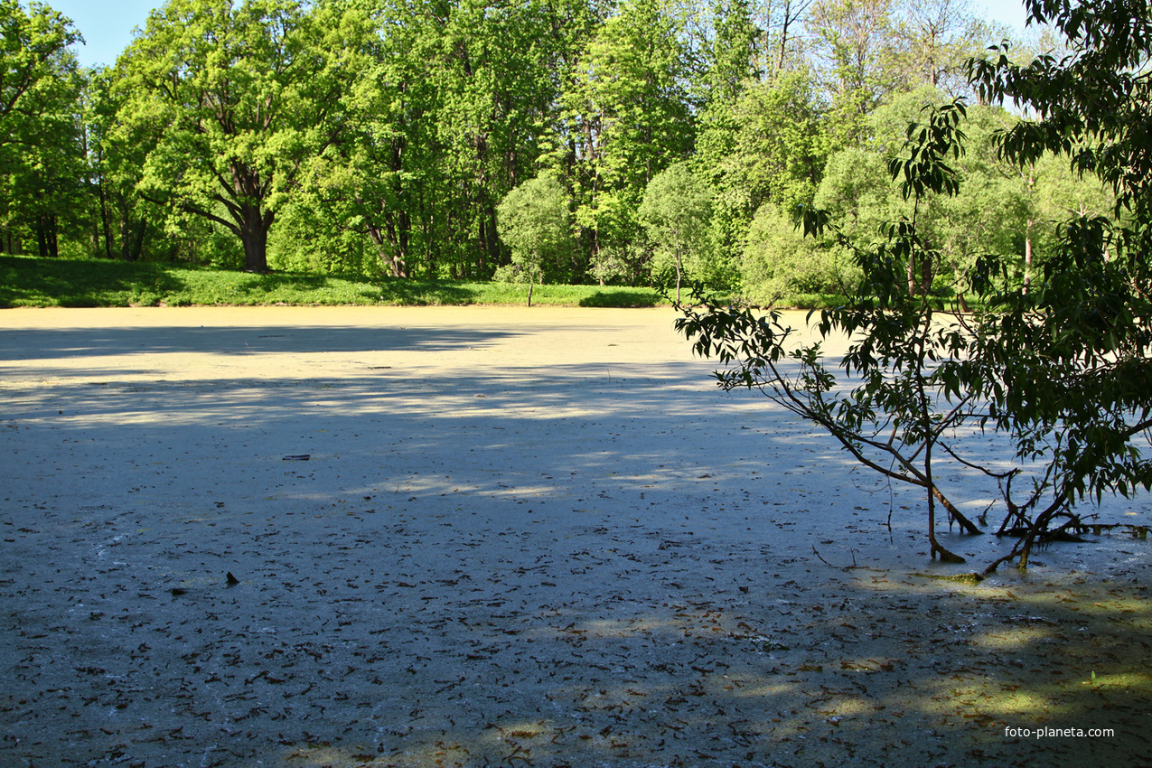 Кухонный пруд