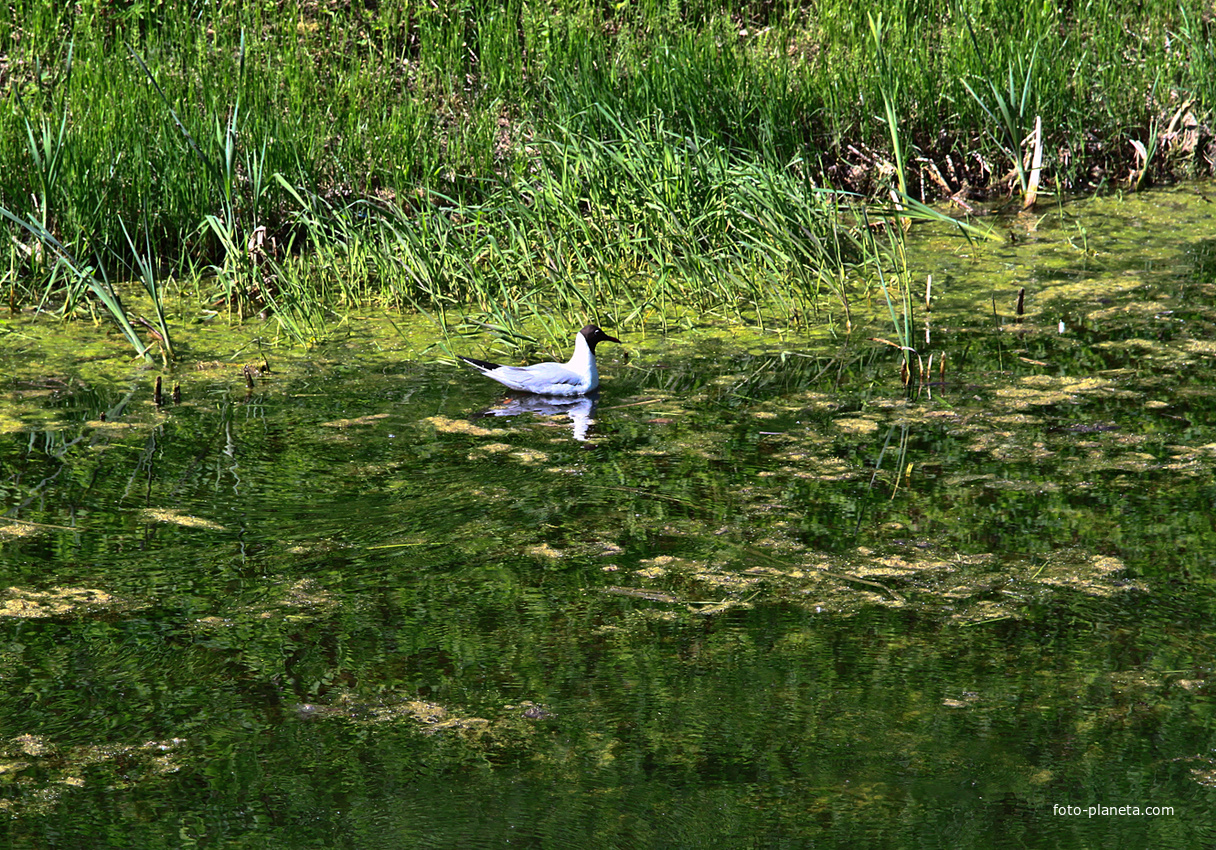 Канал в парке