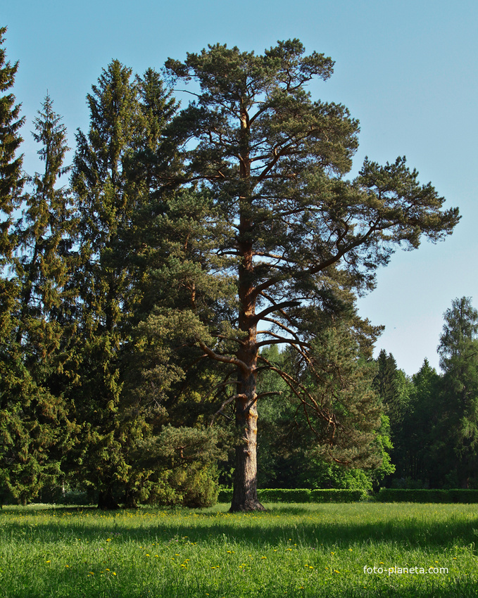 Павловский парк