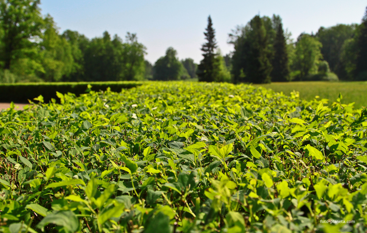 Павловский парк