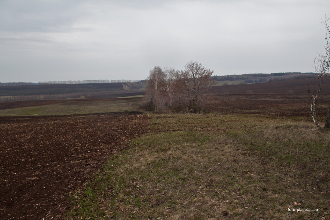 Алтаевские поля