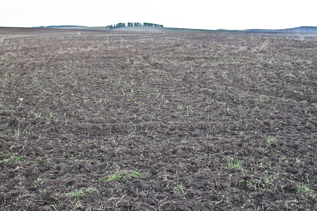 Алтаевские поля