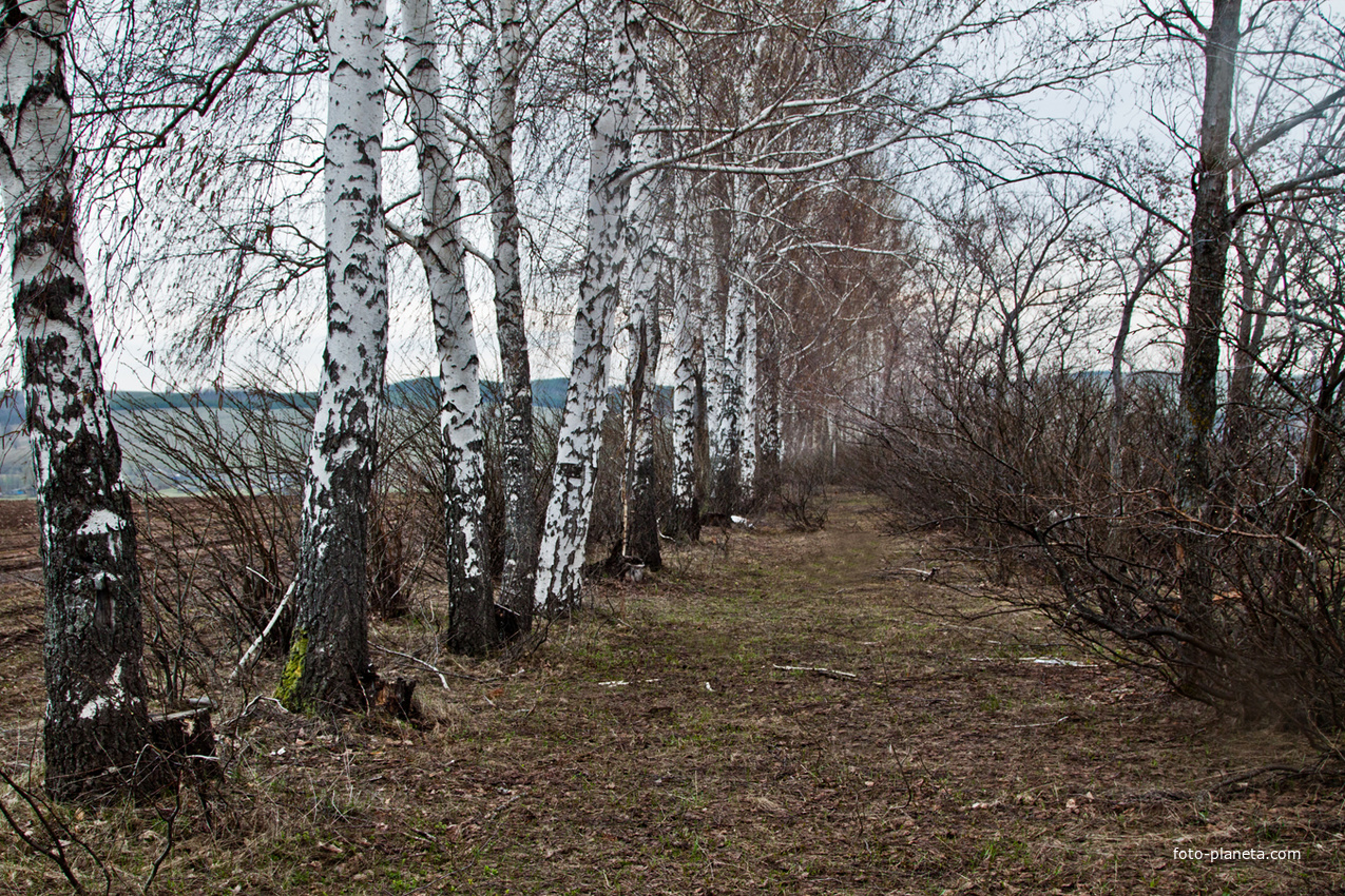 Лесозащитная полоса в Алтаево