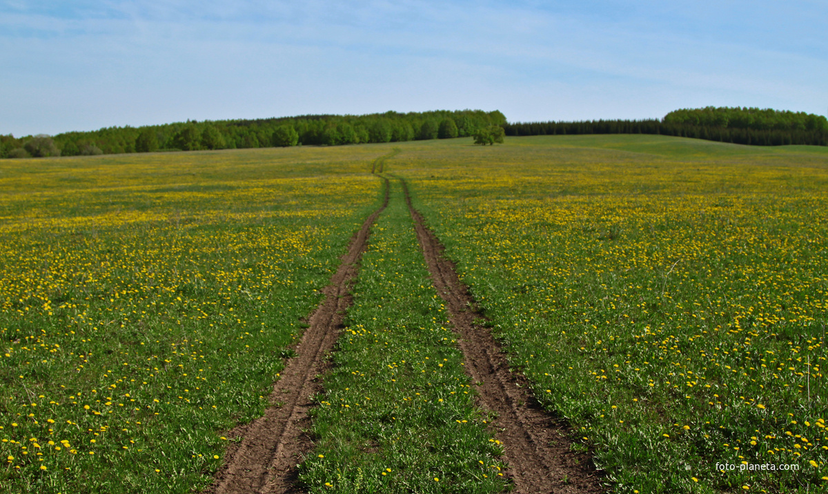 Дорога в поле