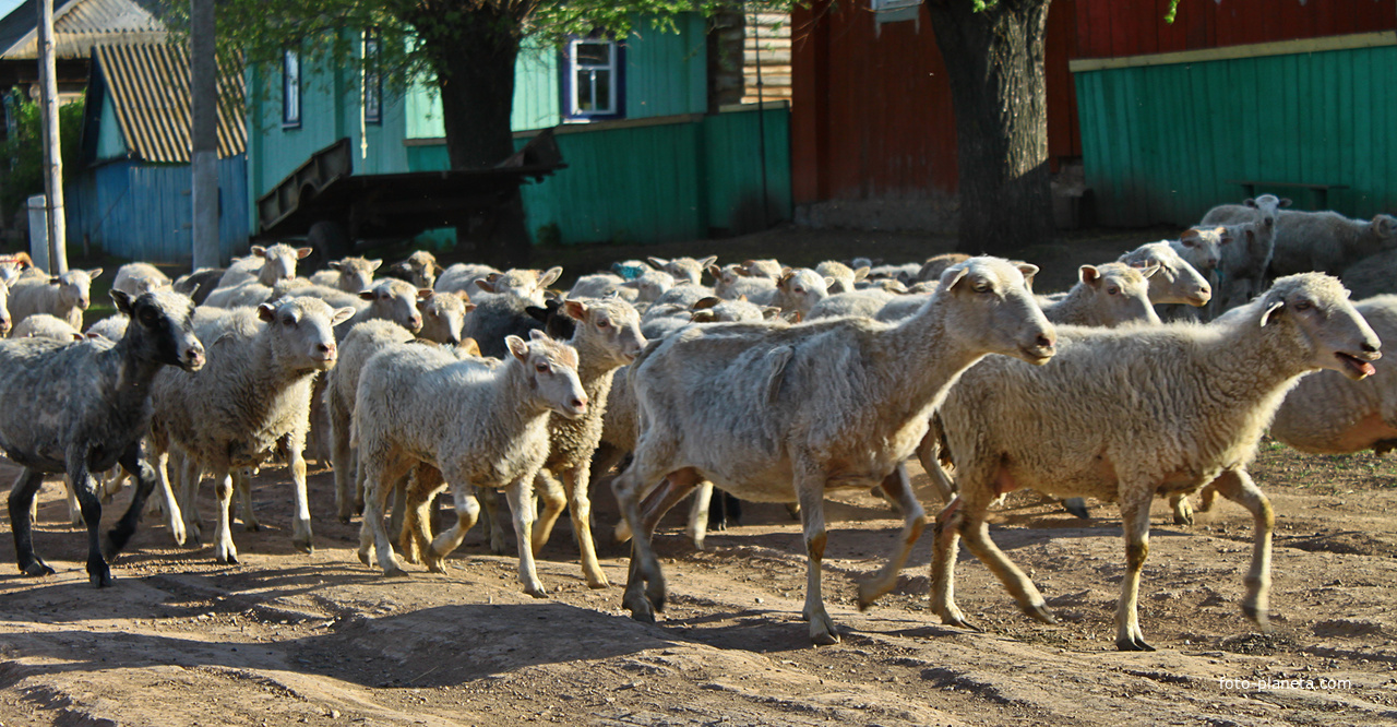 Алтаевское стадо овец