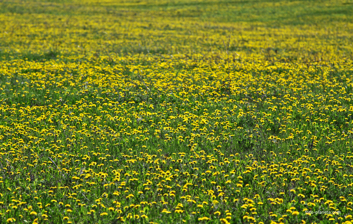 Природа Алтаево