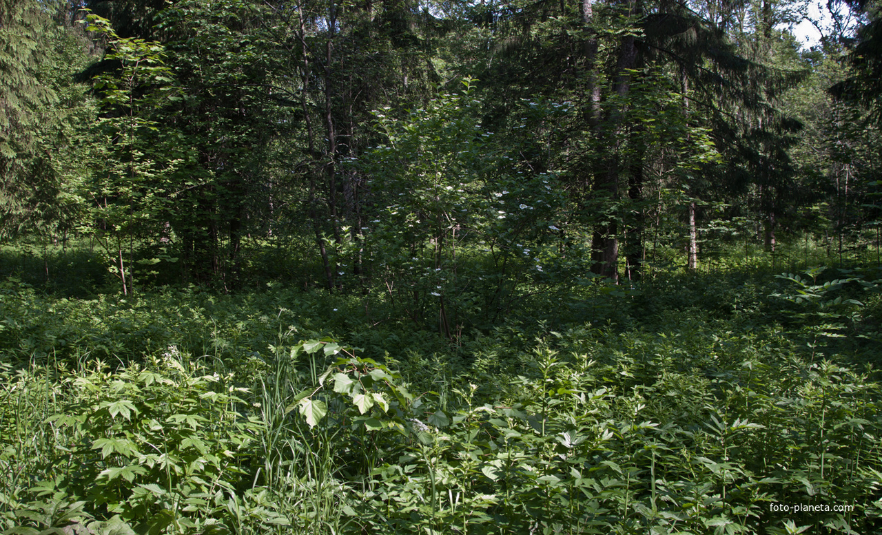 Александровский парк